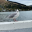 Bob the seagull