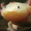 Axolotl