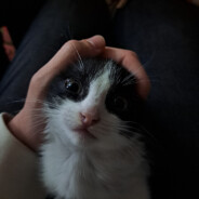 Мистер пенис