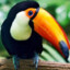 Toucan