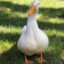 not_a_goose