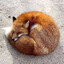 FireFox