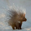 Confused Porcupine