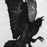 Corvus corax
