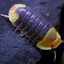 Isopod
