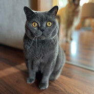 *krümel peek avatar