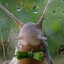 awesome lesbian snail