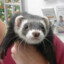 ferret