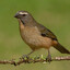trinca ferro