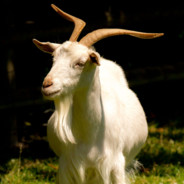 BoucDlandes avatar