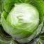 Cabbage