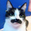 Gato de Bigode