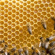 🏮Pchelovod🏮 OverWorld