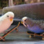 skatebirds