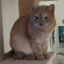 cesar