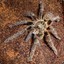 savagerearhornedbaboontarantula