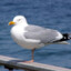 AliteralSeagull