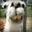 llamatrauma