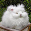 bunny16k