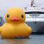 Fat duck