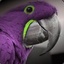 The Purple Macaw