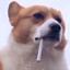 little_scrappy