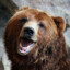 Frank the Bear
