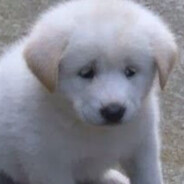 웃는표정고양이