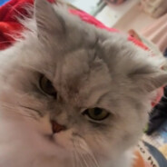 ДЕМОНТАЖНИК