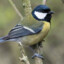 Great Tit