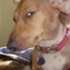 sus dog