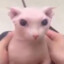 Bingus