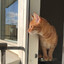Schizo Cat