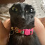 gato curioso