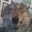 кусь за бочок's avatar
