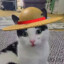 sonjoop