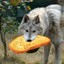 Wolf With A Bread