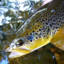 brown trout