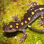 ✪ Binibining May Salamander