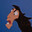 Squattingllamas