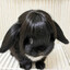 one million bunnies