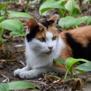 你携秋水揽星河