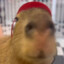 Capybara