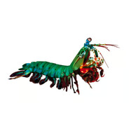 Mantis Shrimp