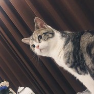 ¿Dónde está mi pescado?