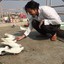 李锐不是人