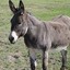 Donkey