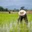 Field Worker