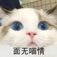 一只待收养的温