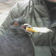 ЧЁТЕНЬКО СДОХ